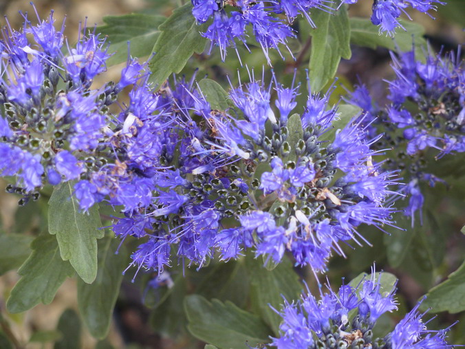 CARYOPTERIS x.clandonensis Grand Bleu ®