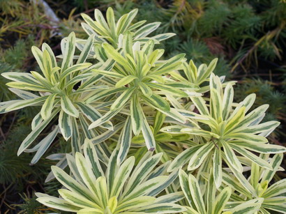 EUPHORBIA characias Burrow Silver
