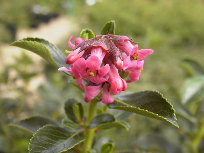 ESCALLONIA Pennick Variety