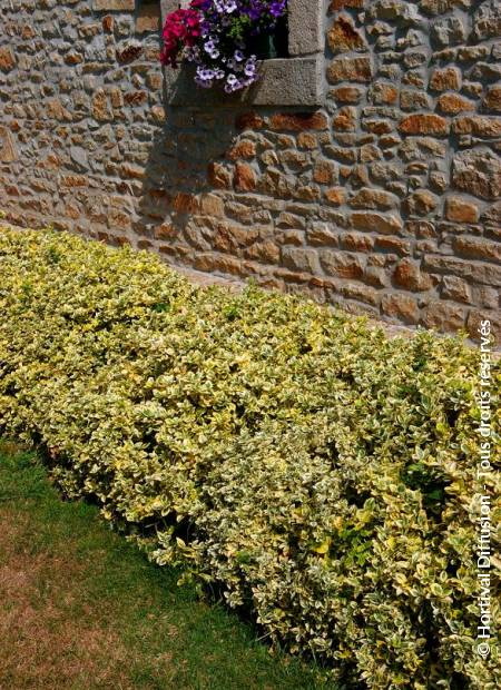 EUONYMUS fortunei Emerald and Gold