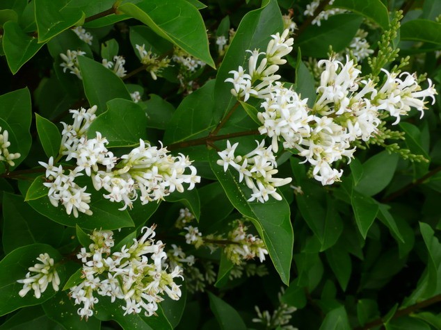 LIGUSTRUM ovalifolium