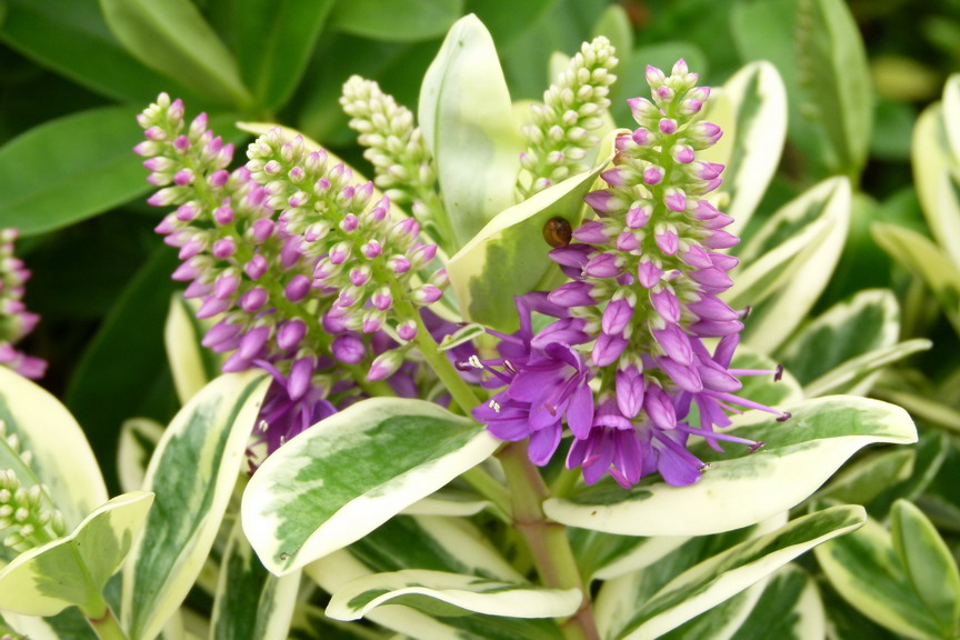 HEBE andersonii Variegata