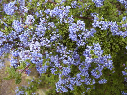 CEANOTHUS impressus Puget Blue