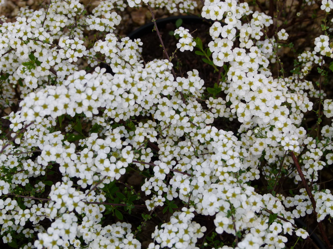 SPIRAEA x.arguta