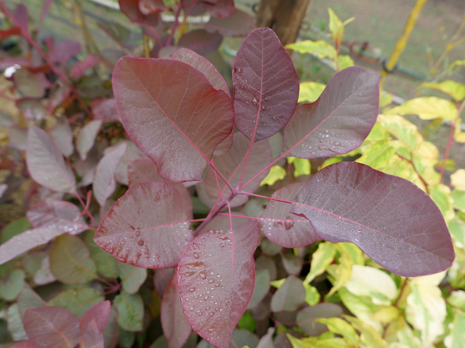 COTINUS x.dummeri Grace