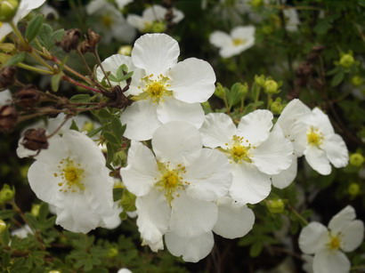 POTENTILLA fruticosa Abbotswood