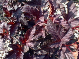PHYSOCARPUS opulifolius Diabolo ®