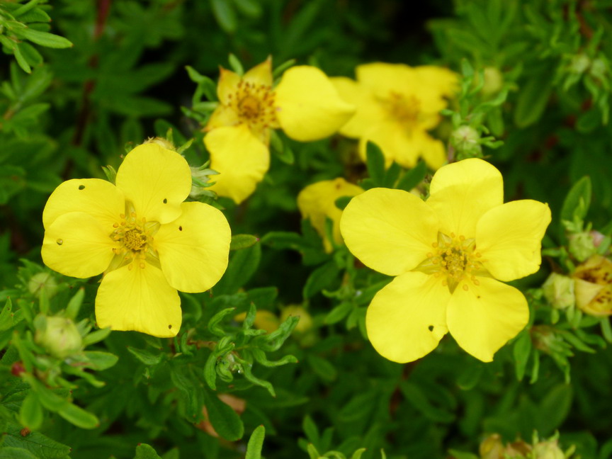 POTENTILLA fruticosa Goldfinger