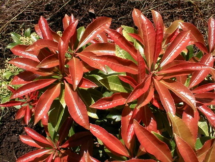 PIERIS japonica Mountain Fire