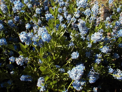 CEANOTHUS arboreus Skylark : floraison de mai à juin. Nº270