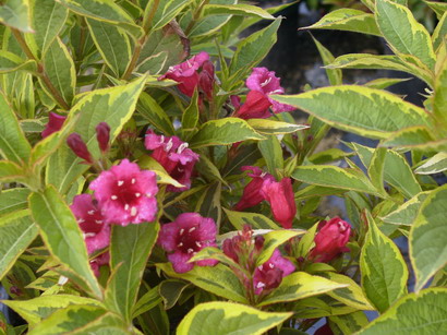 WEIGELIA Brigela ®