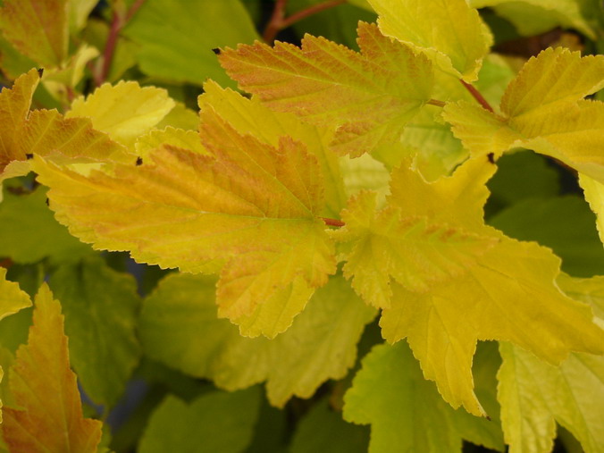 PHYSOCARPUS opulifolius Dart's Gold