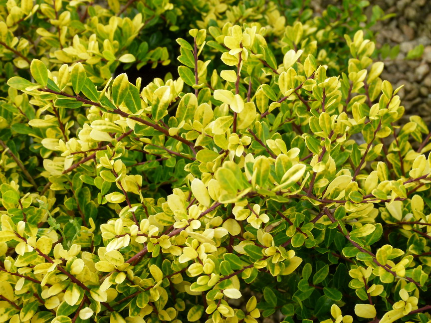 ILEX crenata Golden Gem