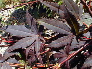 photo ACER palmatum Atropurpureum