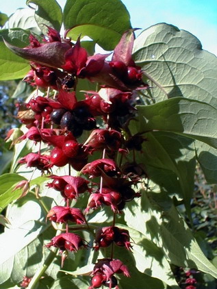 LEYCESTERIA formosa