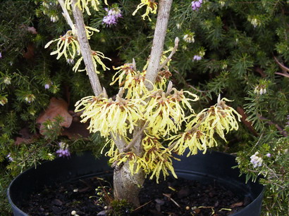 HAMAMELIS X.intermedia Arnold Promise