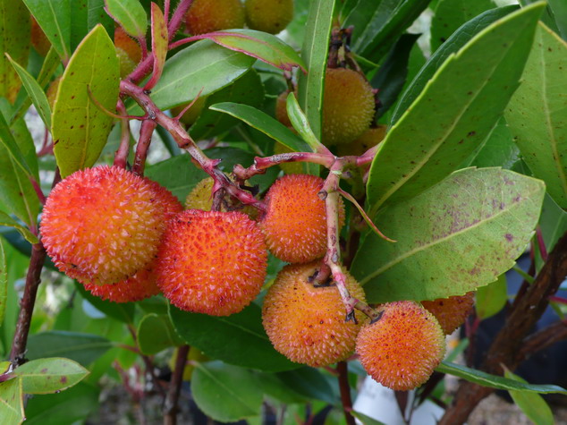 ARBUTUS unedo Compacta