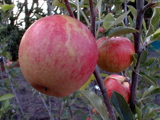 POMMIER Elstar