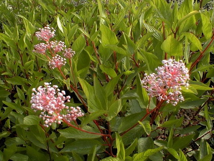 CEANOTHUS X.pallidus Marie Simon