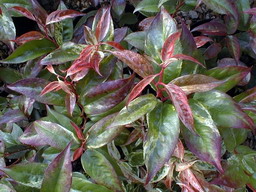 LEUCOTHOE walteri Rainbow