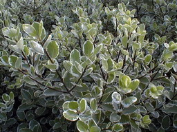 PITTOSPORUM tenuifolium Saundersii