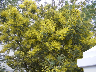 ACACIA dealbata