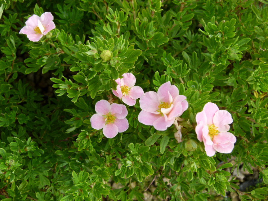 POTENTILLA Lovely Pink ®