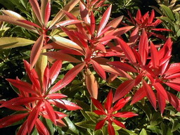 PIERIS Forest Flame