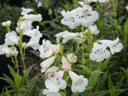 PENSTEMON x.Snow Storm