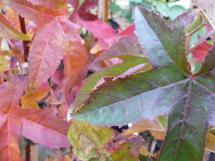 LIQUIDAMBAR styraciflua Lane Roberts