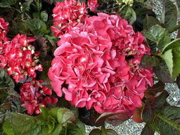 HYDRANGEA macrophylla Merveille Sanguine : floraison de juin-juillet. Nº303