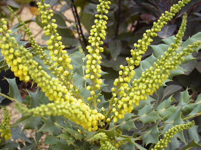 MAHONIA X.media Winter Sun