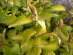 CORNUS alba Aurea