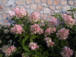 HYDRANGEA paniculata Unique : floraison estivale. Nº309
