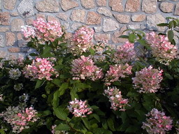 HYDRANGEA paniculata Unique