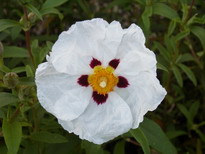 CISTUS x.purpureus Alan Fradd