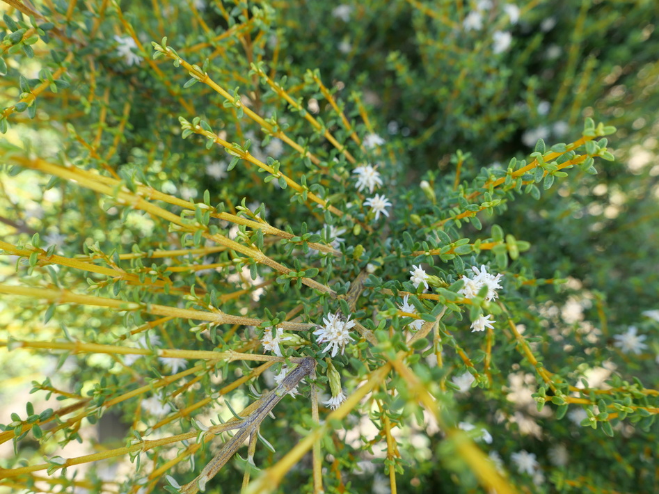 OLEARIA solandri Aurea