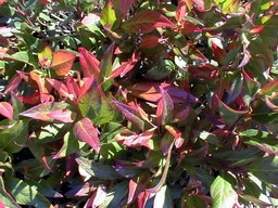 LEUCOTHOE Red Lips ®
