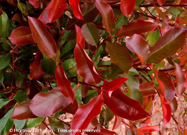 PHOTINIA x.fraseri Red Select