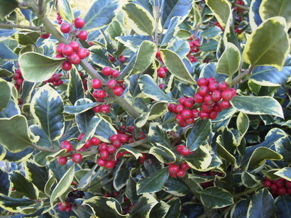 ILEX x.altaclarensis Golden King