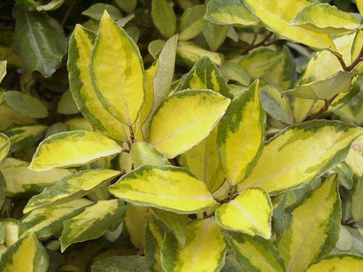 ELAEAGNUS x.ebbingei Eleador ®