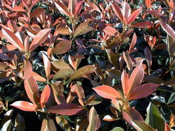 PHOTINIA X.fraseri Robusta Compact