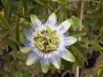 PASSIFLORA caerulea