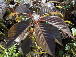 PRUNUS X.serrulata Royal Burgundy