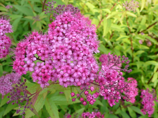SPIRAEA japonica Anthony Waterer