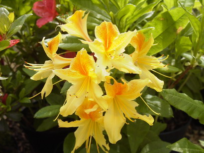 AZALEA caduque Golden Flare : floraison de mai. Nº337