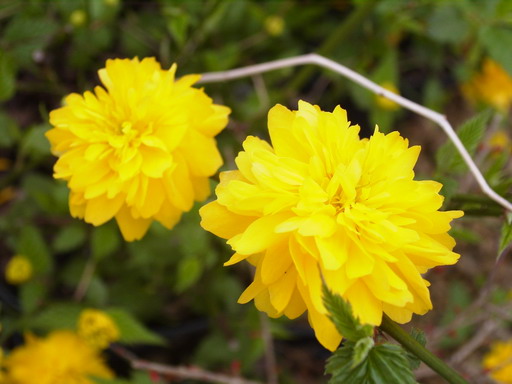 KERRIA japonica Pleniflora