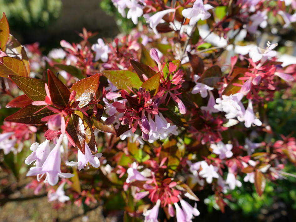 ABELIA x.grandiflora