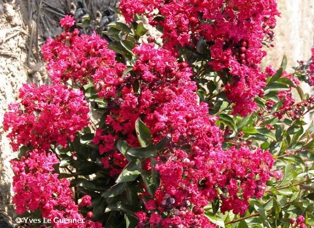 LAGERSTROEMIA indica Petit Red