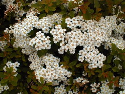 SPIRAEA nipponica Snowmound